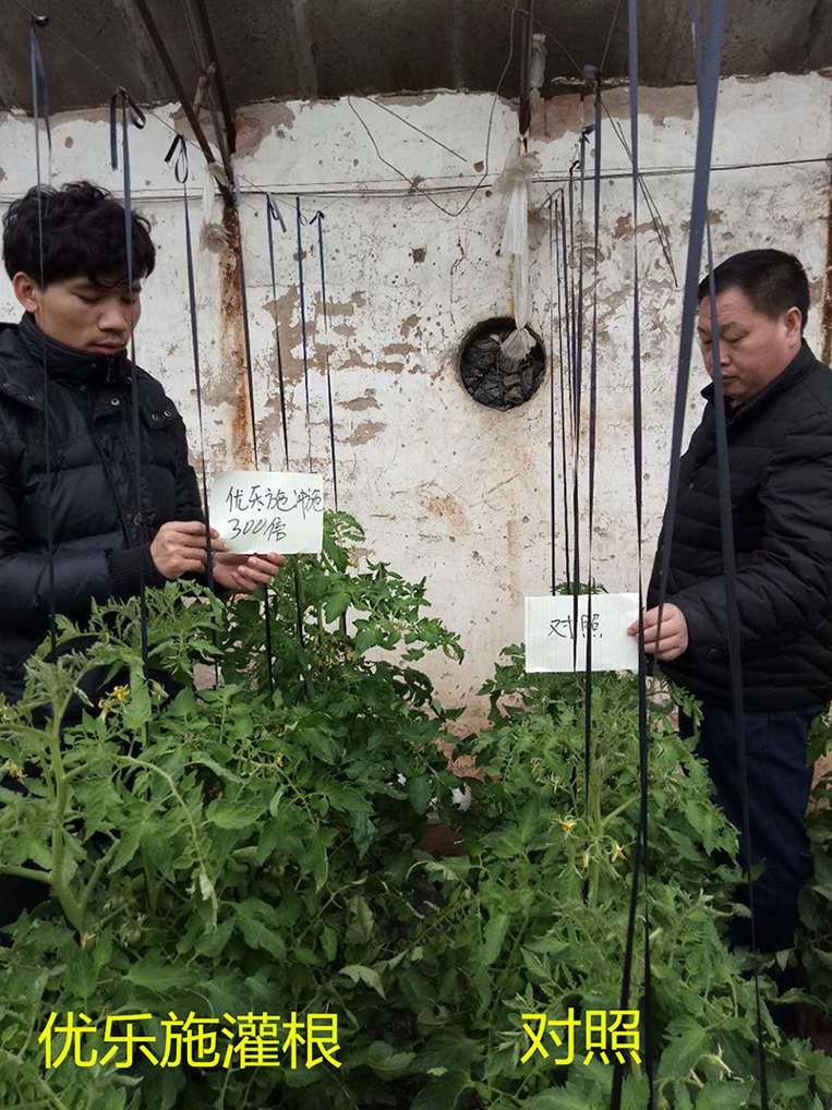 優樂施衝施（shī）配方在冬季大棚番茄（開花坐果期）上的肥效試驗（yàn）(圖1)