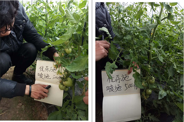 優樂施衝施配方在冬季大（dà）棚番茄（開花（huā）坐果期）上的肥（féi）效試驗(圖2)