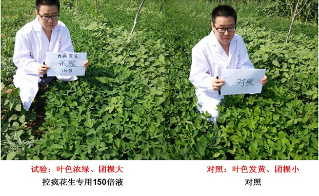 “控瘋”花生（shēng）專用產品的（de）試驗報告(圖2)