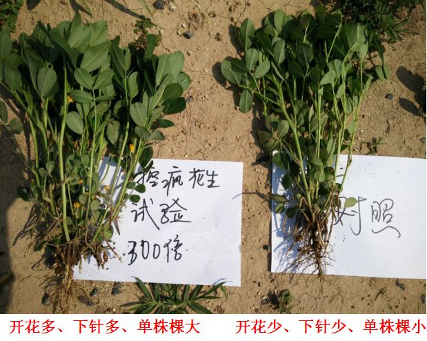 “控瘋”花生（shēng）專用產品（pǐn）的試驗報告(圖3)