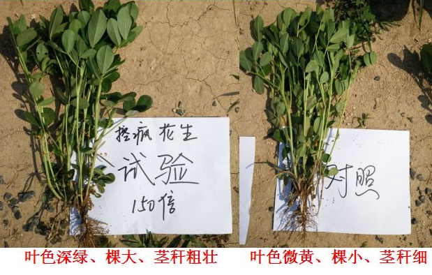 “控瘋”花生專用產品的（de）試驗報告(圖4)