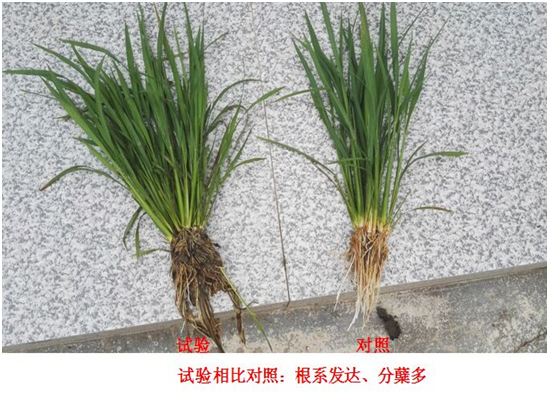 【試驗示（shì）範】“控瘋”水稻專用產品(圖1)