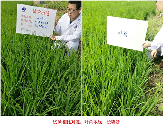 【試驗示（shì）範】“控（kòng）瘋”水稻專用產品(圖2)