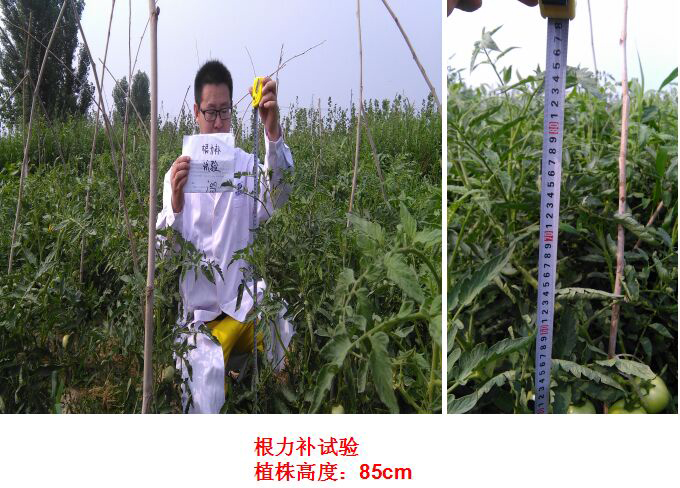 根力補衝施肥（féi）在番茄上的試驗報告(圖2)