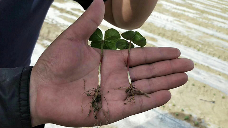 淺談控瘋在棉花上的表現及棉花化控技術（shù）要點(圖1)