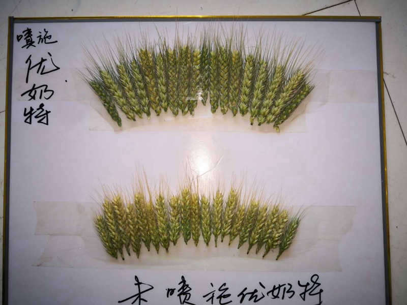 優奶（nǎi）特現場（chǎng）測產觀（guān）摩會(圖（tú）1)