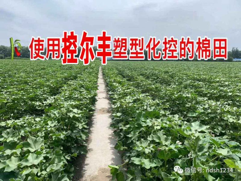 棉花用了控（kòng）爾豐，控（kòng）旺增產真輕（qīng）鬆(圖5)