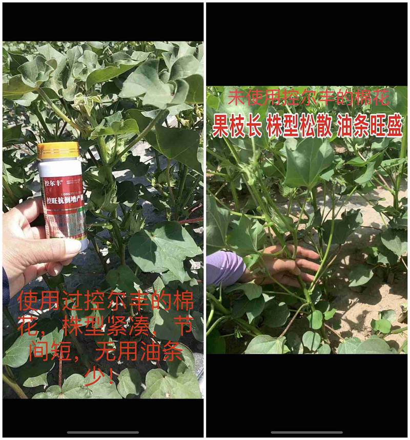 棉花用了控爾（ěr）豐（fēng），控旺增（zēng）產真輕鬆（sōng）(圖（tú）7)
