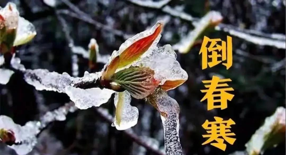 預防倒春寒，植物生（shēng）長調節劑有大用！(圖1)