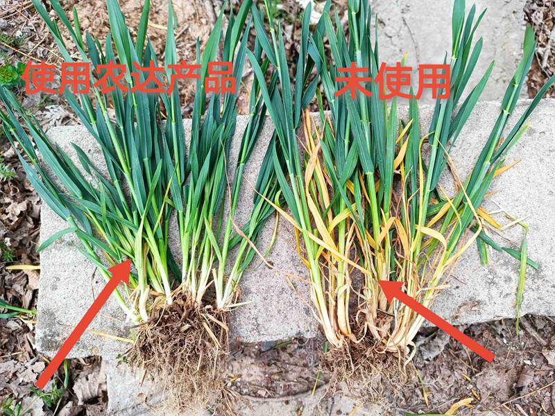 深入田間，探究效（xiào）果---卑詩（shī）▪壯在小麥上的效果（guǒ）回訪(圖2)
