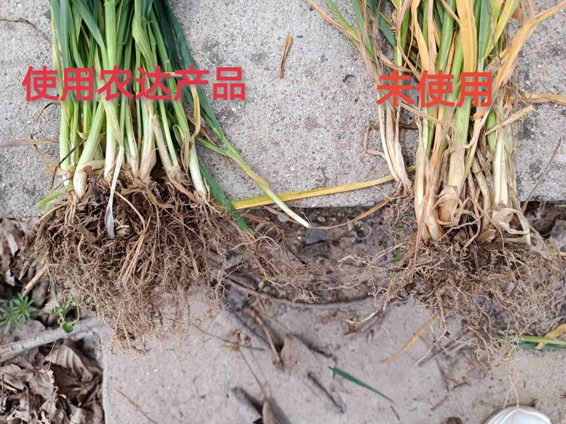 深入田間，探究效果---卑詩▪壯在小麥上的（de）效果回（huí）訪(圖3)