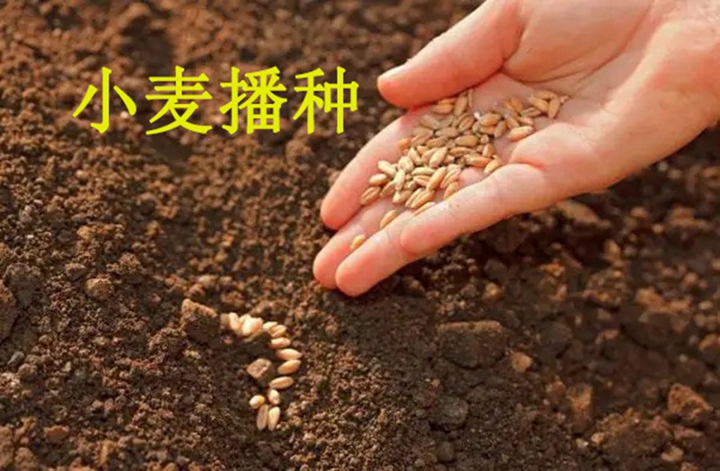 植（zhí）保知識——冬小（xiǎo）麥播種五大關鍵技術（shù）(圖1)