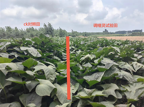 色多多www视频在线观看調縮靈在紅（hóng）薯上的控旺效果(圖1)