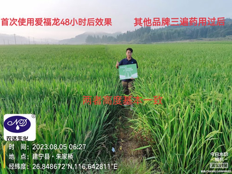 農大920水稻製種效果(圖1)