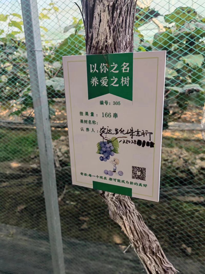 色多多www视频在线观看開展陽光（guāng）玫瑰采摘節活動(圖3)