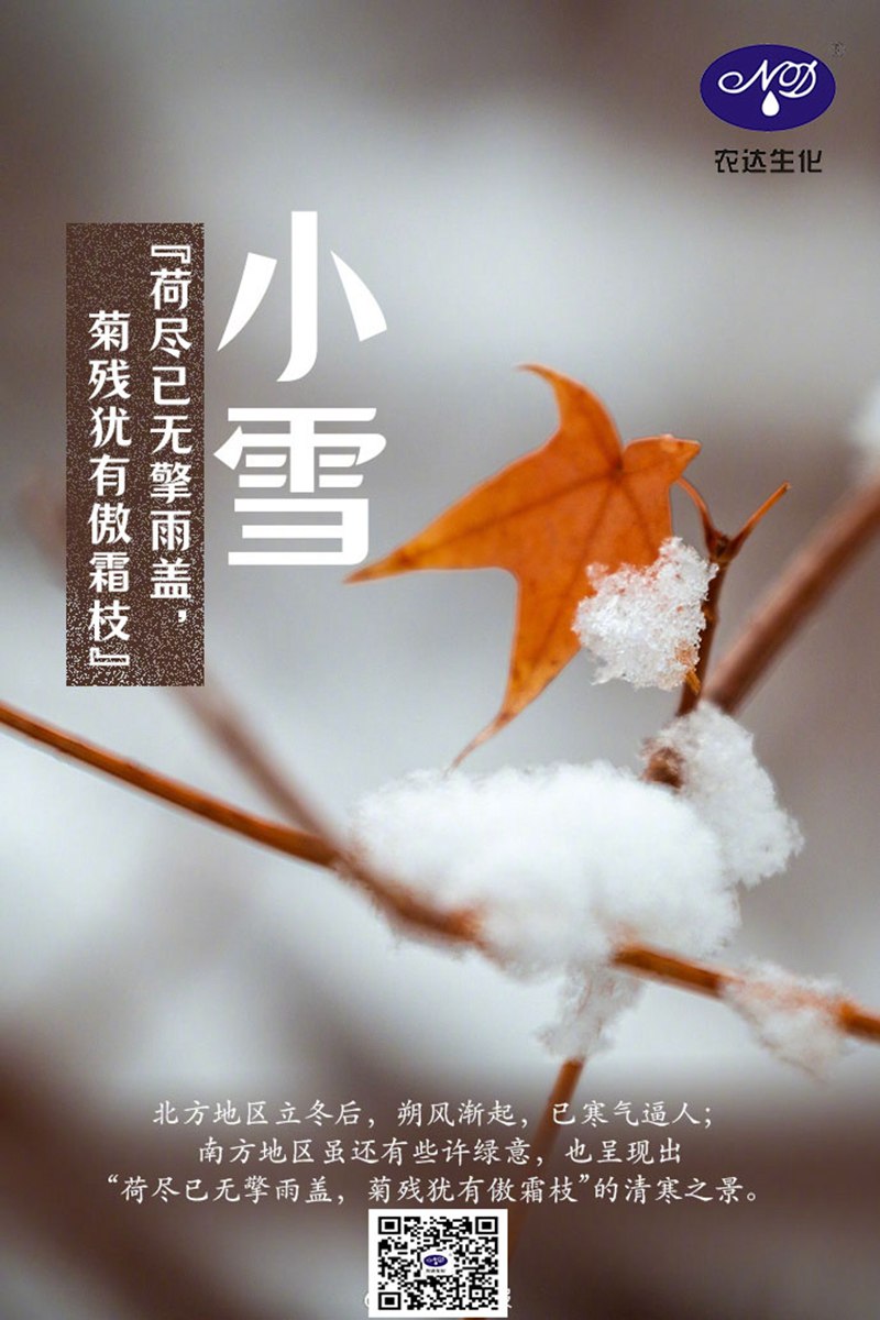 今日小雪（xuě）(圖1)