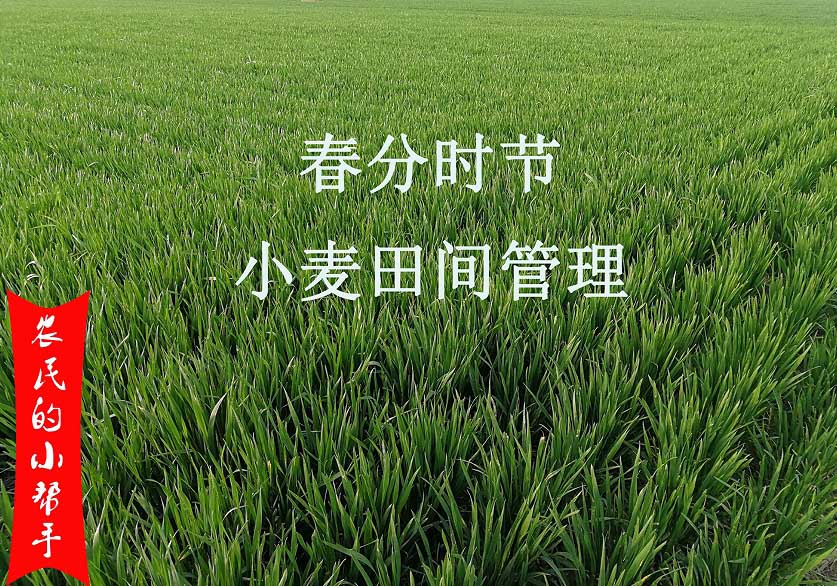 4月份小麥田間管理要點(diǎn)(圖1) 4月份小麥田間管理(lǐ)要點(圖1)