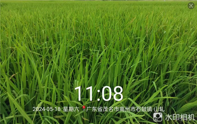 胖丫-大（dà）量元素水溶肥在水稻（dào）上的（de）效果(圖2)