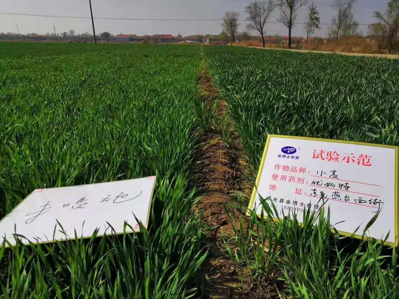 小麥已（yǐ）進入打包抽穗發育階段（duàn） 提質增產防病防蟲已經開始啦(圖1)