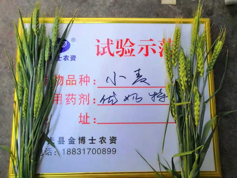 小麥（mài）已進入打包抽穗發育階（jiē）段 提質增產（chǎn）防（fáng）病防蟲已經開始啦（lā）(圖2)