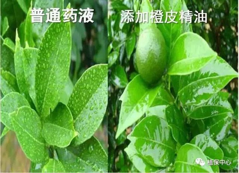 農藥成分和含量一模一樣,為啥效果差別那麽大?(圖3) 農藥成分和含量一模一(yī)樣,為啥效果(guǒ)差別那麽大?(圖3)