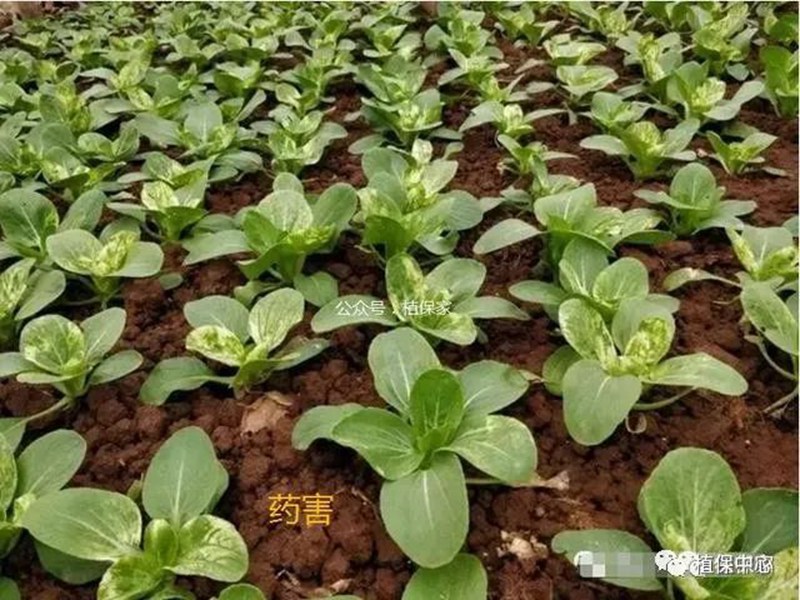 農藥成分和含量一模(mó)一(yī)樣(yàng),為啥效果差別那麽大?(圖4) 農藥成分和含量一模一樣,為啥效果差別那麽大?(圖4)