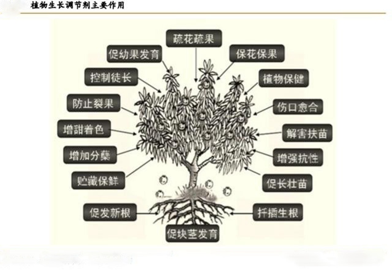 植物生長調節劑的功效與用（yòng）法(圖1)